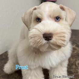 Frost - Wheaten male Miniature Schnauzer puppy in San Antonio, Texas from Texas Blessed Schnauzers