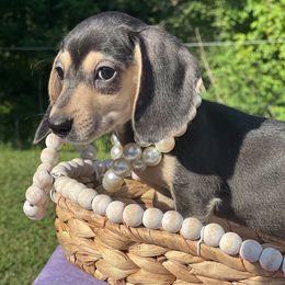 Dachshund Puppies from Victoria’s Dachshunds