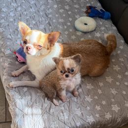 Fredrick ( charting 3-4 pounds) - Chocolate blue male Chihuahua puppy in East Syracuse, New York from Blissful’s Chihuahuas