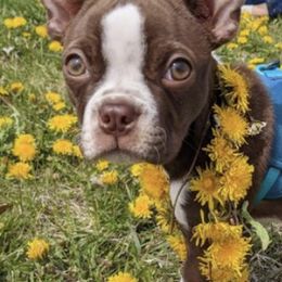 Boston Terriers and French Bulldogs from Dubes Prestige Bostonss
