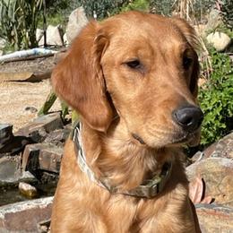 Tully - Golden Retriever