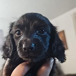 Black Girl - Black female Dachshund puppy in Woodland, Washington from SJs Dachshunds