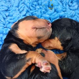 Boy 1 - Airedale Terrier puppy in Oakdale, California from Avalon Airedales