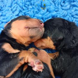 Boy 1 - Airedale Terrier puppy in Oakdale, California from Avalon Airedales