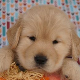 Golden Retriever Puppies from Little Bitta Luck Farms