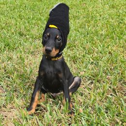 Yellow collar black male - Black and rust male Doberman Pinscher puppy in Houston, Texas from Draggin Dobermans & Great Danes