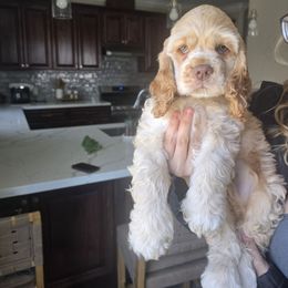 Leo - Buff and white male Cocker Spaniel puppy in Corcoran, California from Sweet Heart Cockers