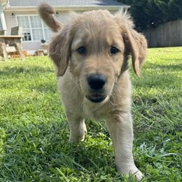 Golden Retriever Puppies from O’Shields Golden Paws