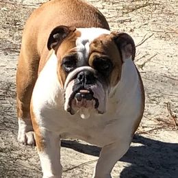 Juju - Bulldog