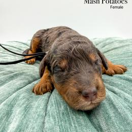 Mash Potatoes - Blue merle female Bernedoodle puppy in Sunman, Indiana from Brunsman Country Doodles LLC