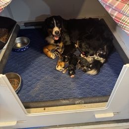 Bernedoodle Puppies from Bernedoodle Love Puppies