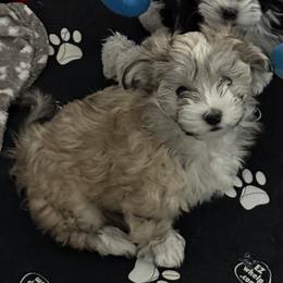 Sparky - Fawn brindle male Havanese puppy in Las Vegas, Nevada from Eorzea Havanese