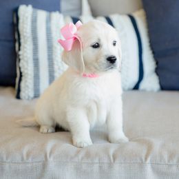 Golden Retriever Puppies from Southland Goldens