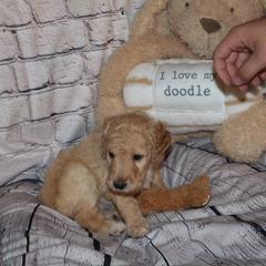 Tan "Dolly Madison" - Cream Labradoodle puppy in Las Vegas, Nevada from Patriot Labradoodles