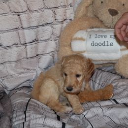 Tan "Dolly Madison" - Cream Labradoodle puppy in Las Vegas, Nevada from Patriot Labradoodles