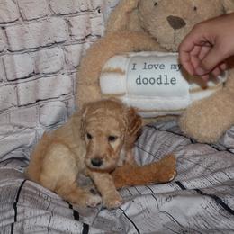 Tan "Dolly Madison" - Cream Labradoodle puppy in Las Vegas, Nevada from Patriot Labradoodles