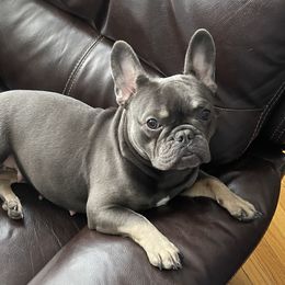Bb - French Bulldog