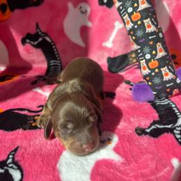 Belle - Chocolate and cream female Dachshund puppy in Yucaipa, California from Motorhead Dachshunds