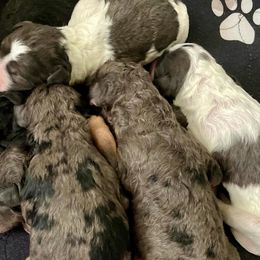 Goldendoodles from The Treasured Puppies Department