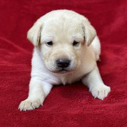 Second born pup - Yellow female Labrador Retriever puppy in Antwerp, Ohio from Clark’s Loyal Labradors