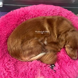 Nova Scotia Duck Tolling Retriever Puppies from Meadowlark Tollers