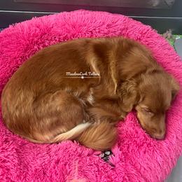 Nova Scotia Duck Tolling Retriever Puppies from Meadowlark Tollers