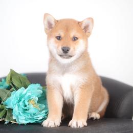 Nagi - Red male Shiba Inu puppy in Neosho, Missouri from Sunny Terrace Shibas