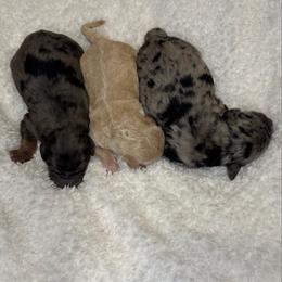 Prince - Merle male Goldendoodle puppy in Pleasant Grove, Utah from Canterbury Canines