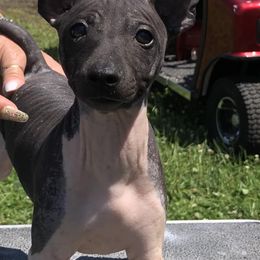 American Hairless Terriers and Chinese Cresteds from Edelweiss Kennels