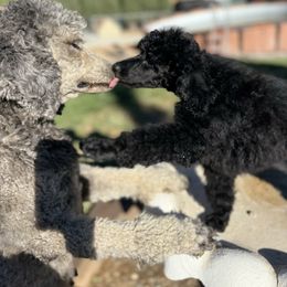 Brown collar - Black male Poodle puppy in Hesperia, California from Whitesock Standard Poodles