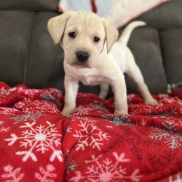 Bell - Yellow female Labrador Retriever puppy in Catskill, New York from Vom Kugelblitz Kennels
