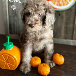Leo - Merle male Labradoodle puppy in Paw Paw, Michigan from ProAct Canines