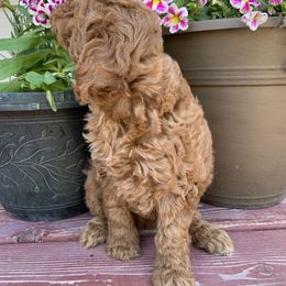 Goldendoodle Puppies from Missoula Family Goldendoodles