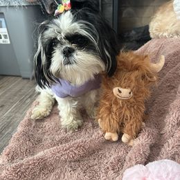 Shih Tzu All Grown Up from Koda Bears Cubs