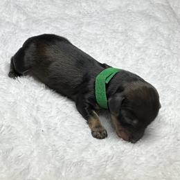 Green Collar - Chocolate and tan male Dachshund puppy in Paradise, Texas from Cap Ranch Miniature Dachshunds