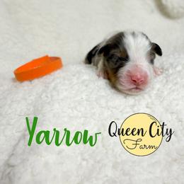 Yarrow - Blue merle male Australian Shepherd puppy in Falmouth, Kentucky from Queen City Farm