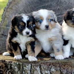 Toy Australian Shepherds from BRS Toy Aussies