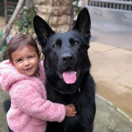 Lydia - German Shepherd