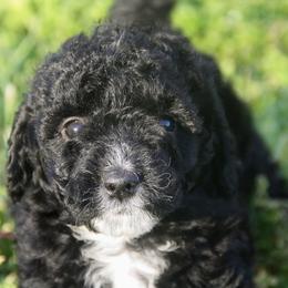 Australian Shepherd, Goldendoodle, and Poodle Puppies from 5AFarms