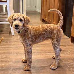 Mercedes - Cream female Goldendoodle puppy in Payson, Utah from Country Sky Doodles