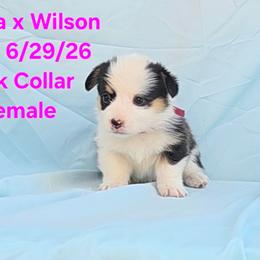 Shania x Wilson Pink Collar - Black and tan female Pembroke Welsh Corgi puppy in Grass Valley, California from Triple M Ranch Corgi's