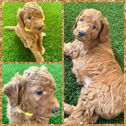 Rachel - Red  female Goldendoodle puppy in Scappoose, Oregon from Mountainview Mini Doodles