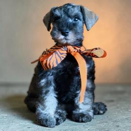 Roxy Classic AKC Ready today Vet checked - Salt and pepper female Miniature Schnauzer puppy in Temple, Texas from Schnauzers Of Taylor