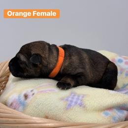 Orange Collar Female - Sable female German Shepherd puppy in Louisville, Kentucky from Barrage K9