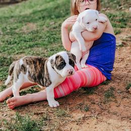 American Bulldog Puppies from Valor American Bulldogs