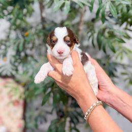 Party Favor - Brown and white male Bernedoodle puppy in Sulphur, Louisiana from Curly Q’s Of Carlyss