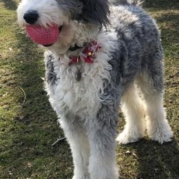 Sheepadoodle All Grown Up from Sadies Sheepadoodles