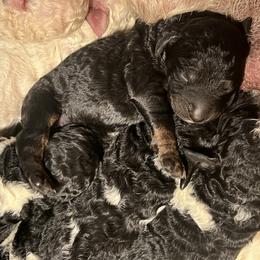 Pepper - Phantom male Goldendoodle puppy in Nathalie, Virginia from Deez Doodles
