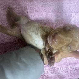 F5 - Cream female Dachshund puppy in Polo, Missouri from Blue Tails Farm