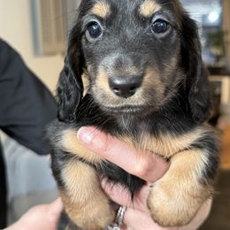 Bear - Black and cream male Dachshund puppy in Perry, Georgia from Monahan Dachshunds